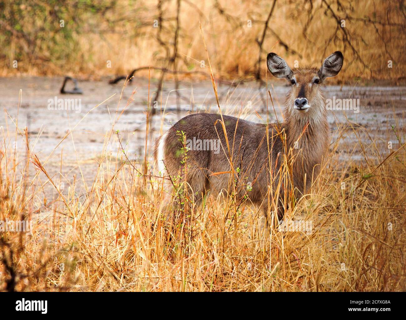 Waterbuck (Kobus ellissiprymnus0 in piedi nel cespuglio con luce solare dorata su l'erba secca gialla Foto Stock
