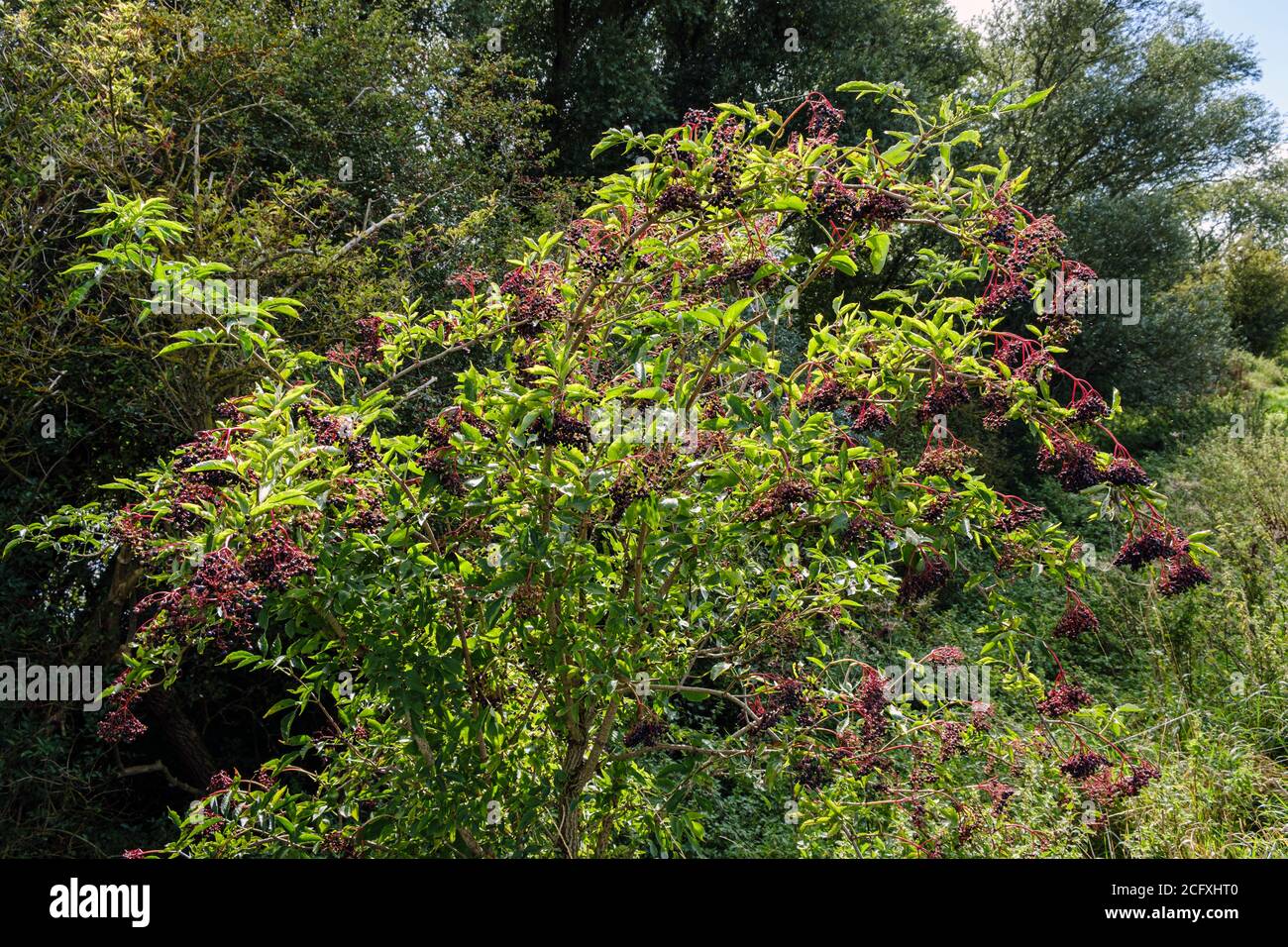 Sambuco che cresce in un hedgerow vicino a Nassington, Nene Valley, Northamptonshire Foto Stock