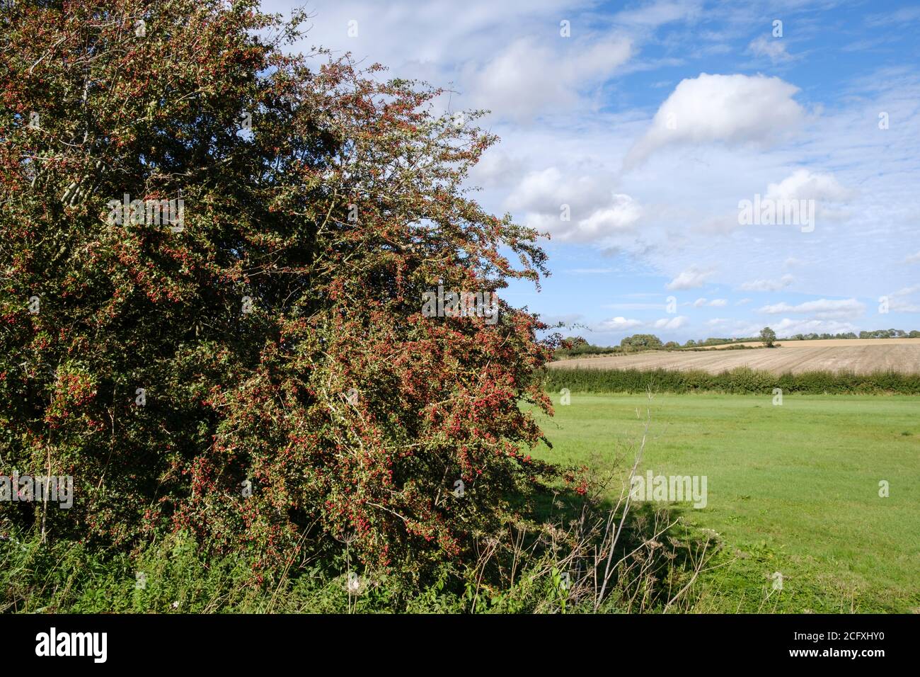 Bacche di biancospino in una siepa vicino a Nassington, Nene Valley, Northamptonshire Foto Stock