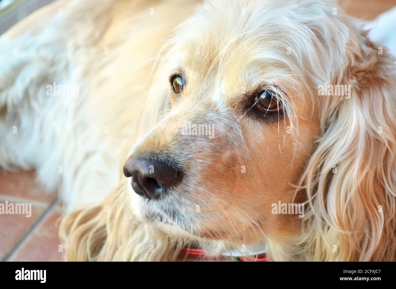 Carino Cocker Spaniel cane, primo piano ritratto Foto Stock