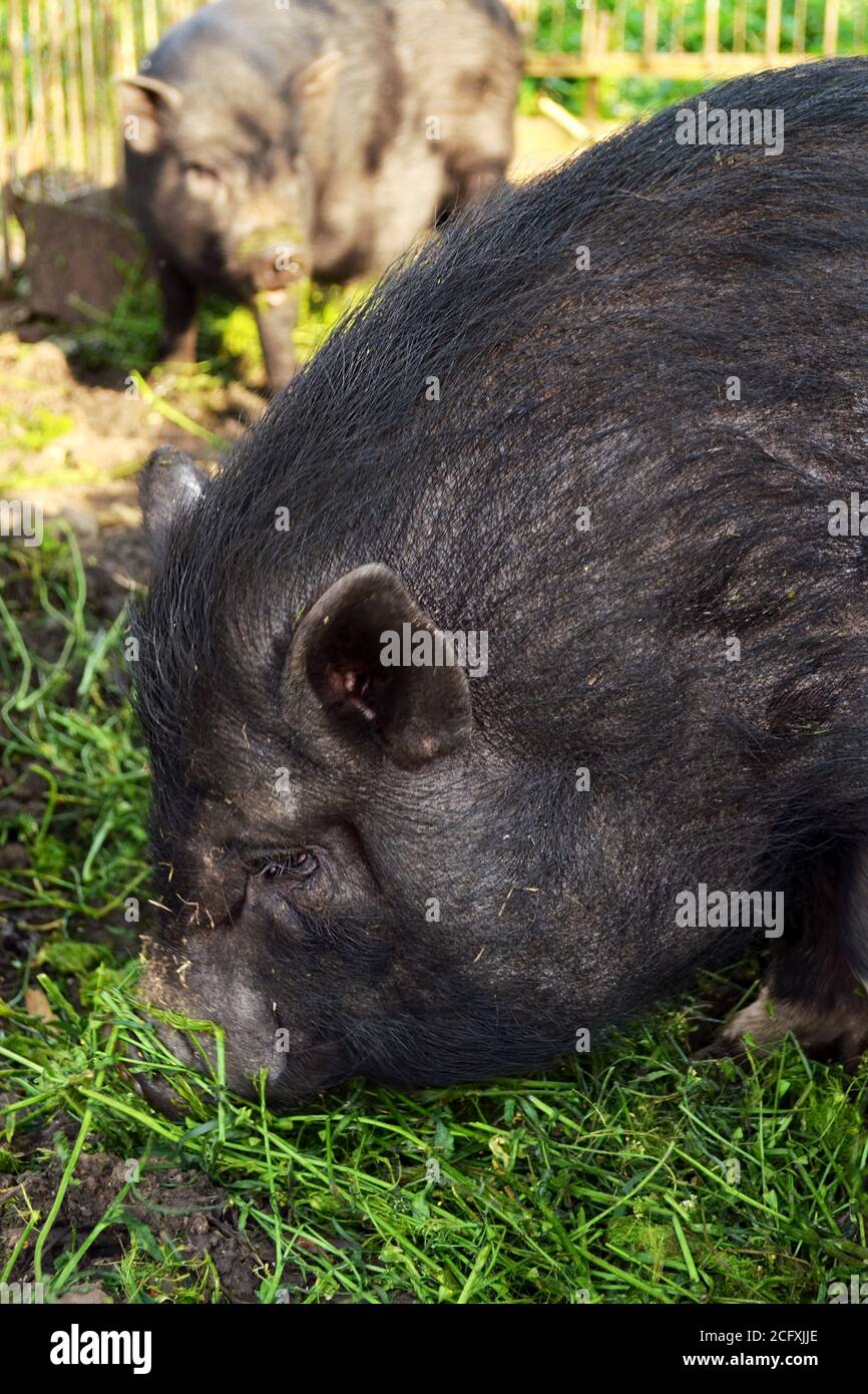 Maiale nero vietnamita di pancia in una fattoria Foto Stock