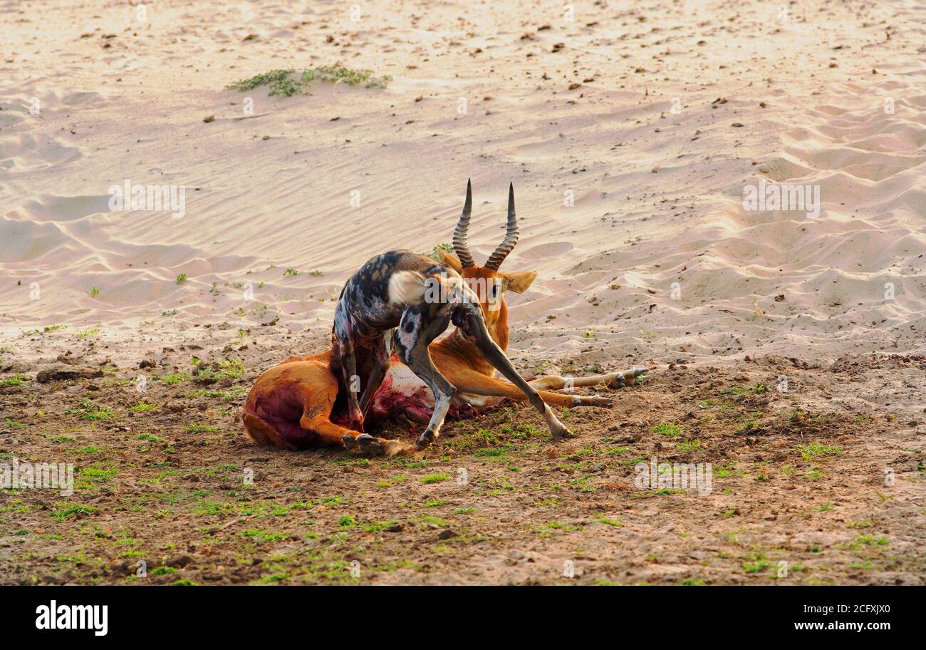 Caccia africana cane gorging su un recente Puku uccidere nel sud Luangwa Nationsl parco, Zambia Foto Stock