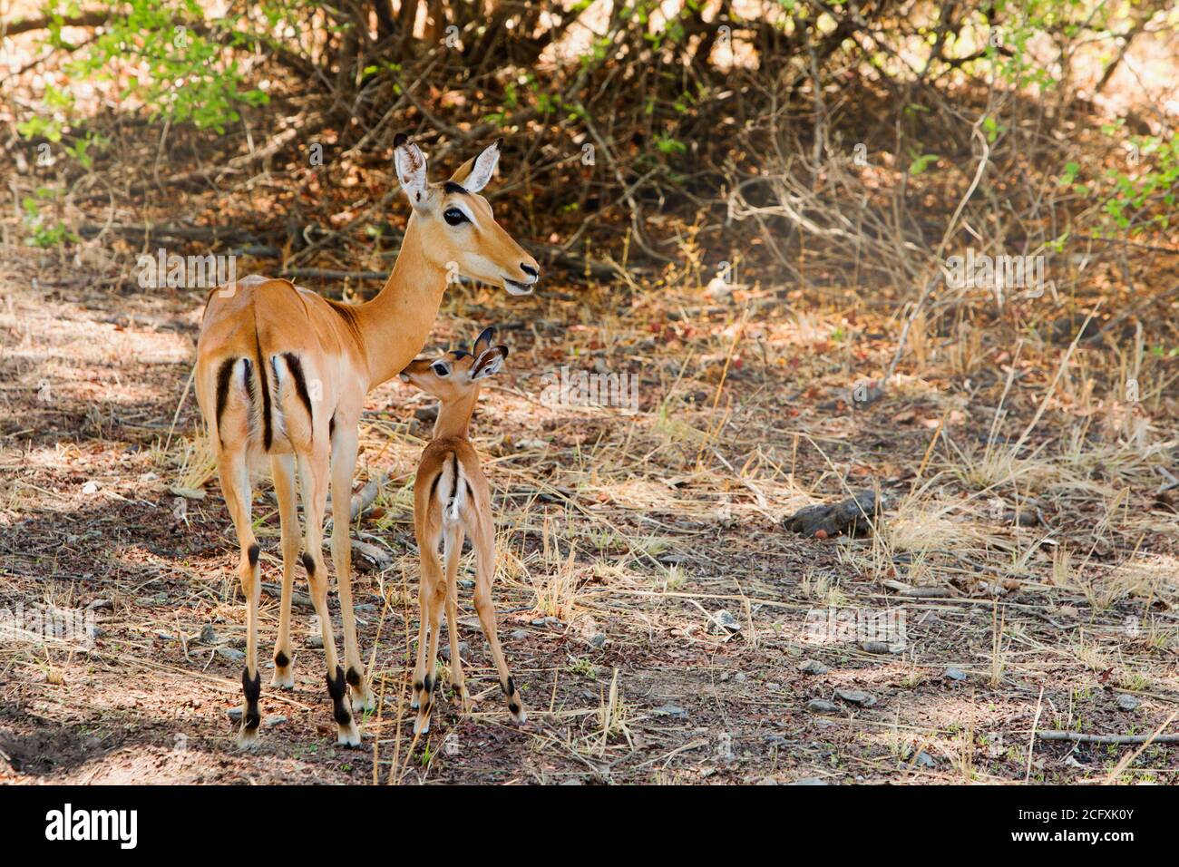 Impala (Aepyceros melampus) Madre e molto giovane vitello in piedi nel cespuglio nel sud luangwa parco nazionale, zambia, africa meridionale Foto Stock