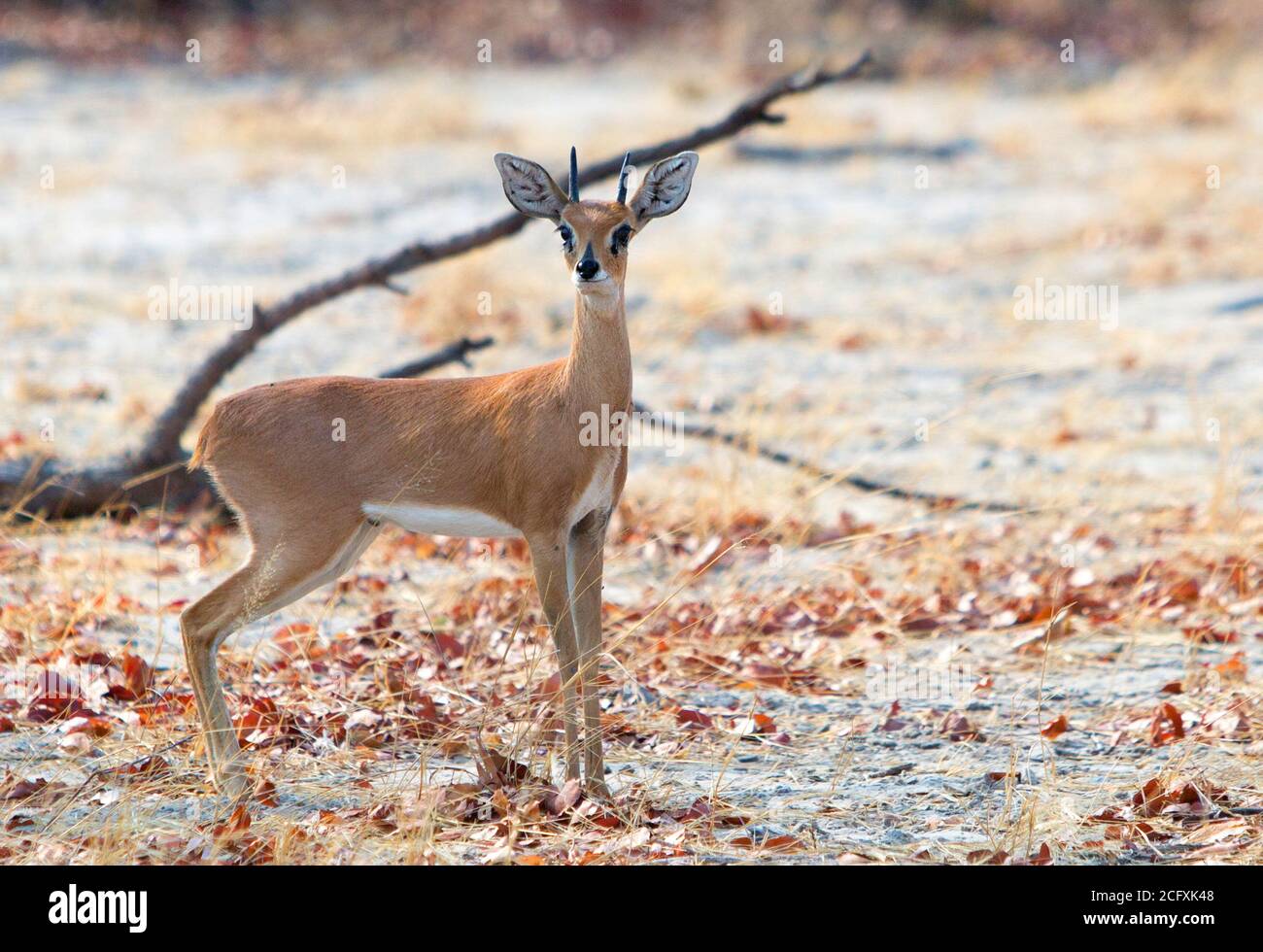 Piccolo Dik Dik in piedi nel cespuglio. Queste sono le più piccole delle antilopi africane e sono creature timide molto legate Foto Stock