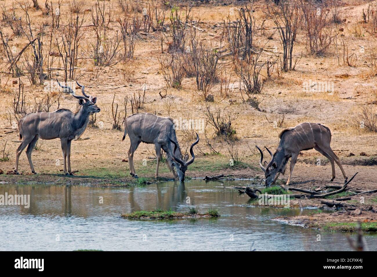 Batchelor mandria di tre Kudu vicino ad una buca d'acqua nella riserva di Onguma, il Parco Nazionale di Etosha, Namibia Foto Stock