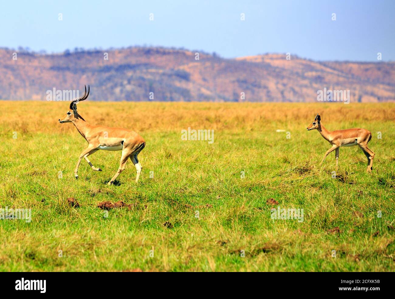 Due Impala che corrono attraverso l'erba lussureggiante con uno sfondo panoramico di montagna, il Matusadona National Park, Zimbabwe Foto Stock