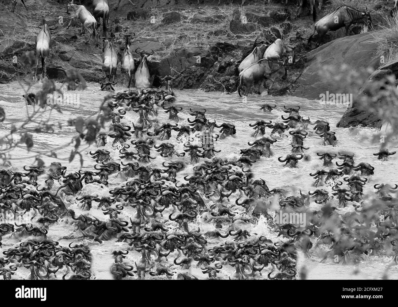 Wildebeest Migration, molti wildebeest che attraversano il fiume Mara per arrivare a pascoli più verdi. Un evento che si svolge ogni anno Foto Stock