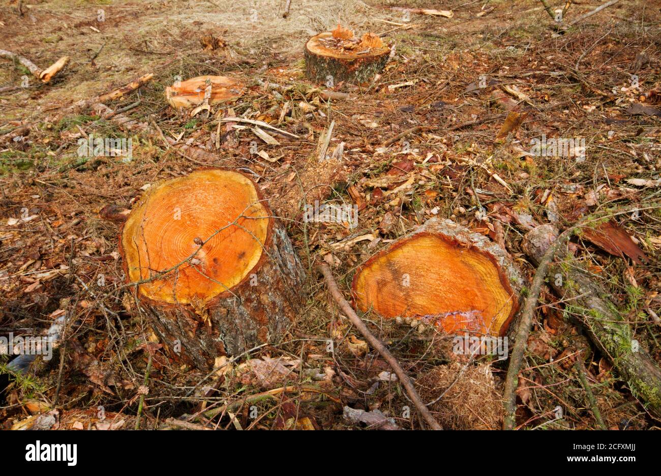 Gli stumps dell'albero in un'area di radura in una foresta Foto Stock