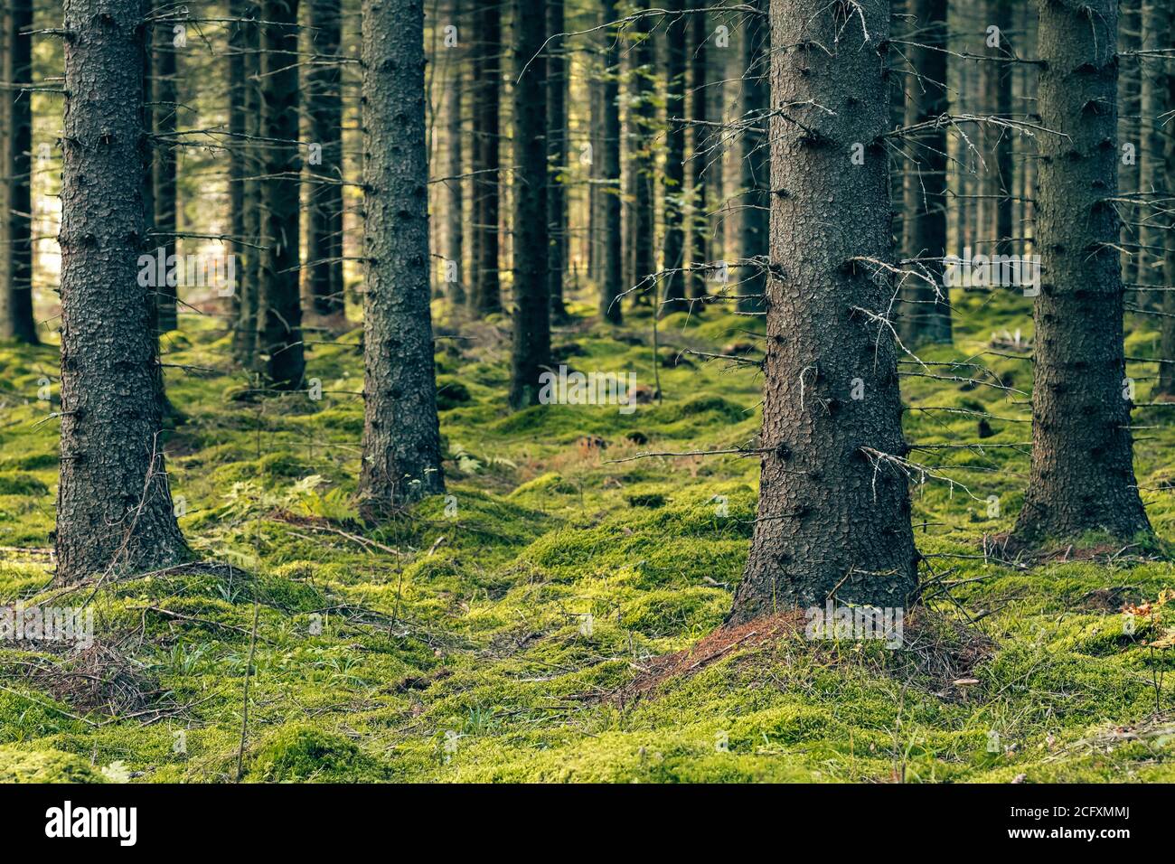 Mistico bosco di pini e abeti con muschio verde. Foto Stock