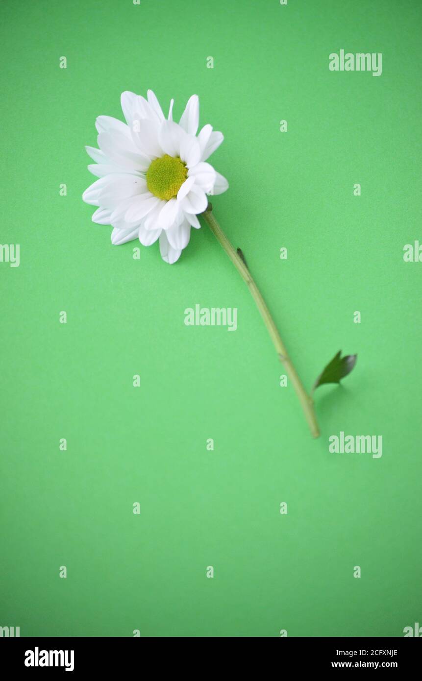 Primo piano di bianco crisantemo fiore su un verde pastello sfondo - crisanth Foto Stock