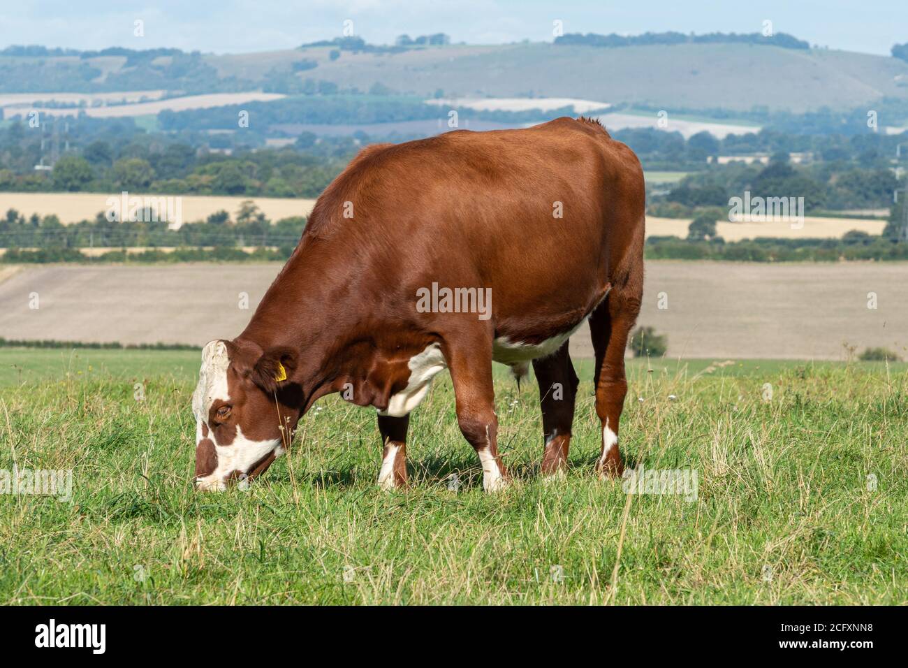 Hereford manzo crossbred, una mucca marrone e bianca che pascolano in un campo Foto Stock