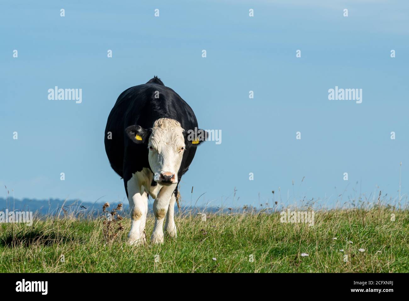 Black Hereford Steer, una razza incrociata di bovini di manzo prodotti da tori di manzo Hereford con vacche da latte Holstein-Frisian con spazio di copia Foto Stock