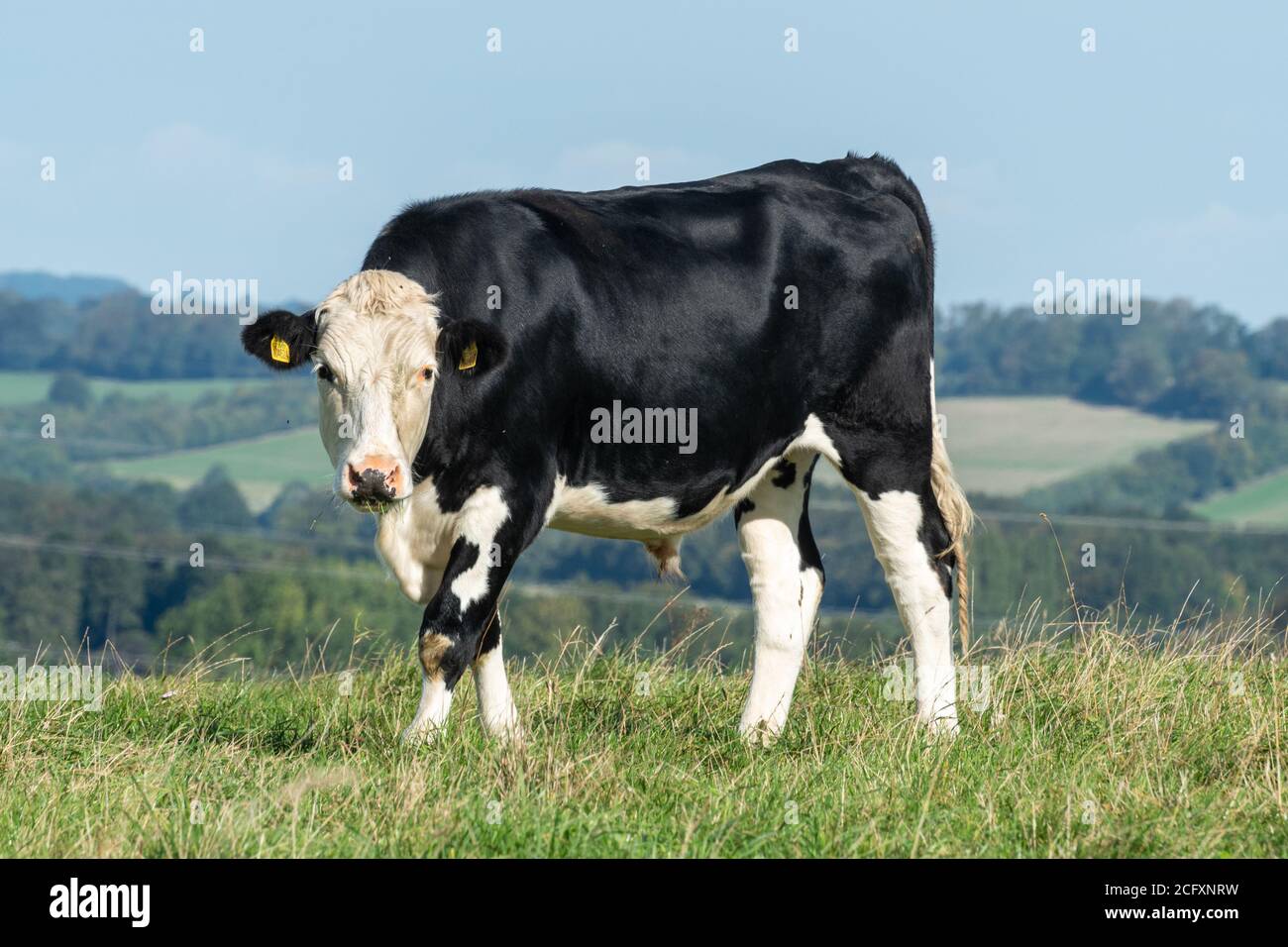 Black Hereford Steer, una razza incrociata di bovini da carne prodotta da tori di manzo Hereford con vacche da latte Holstein-Friesian Foto Stock