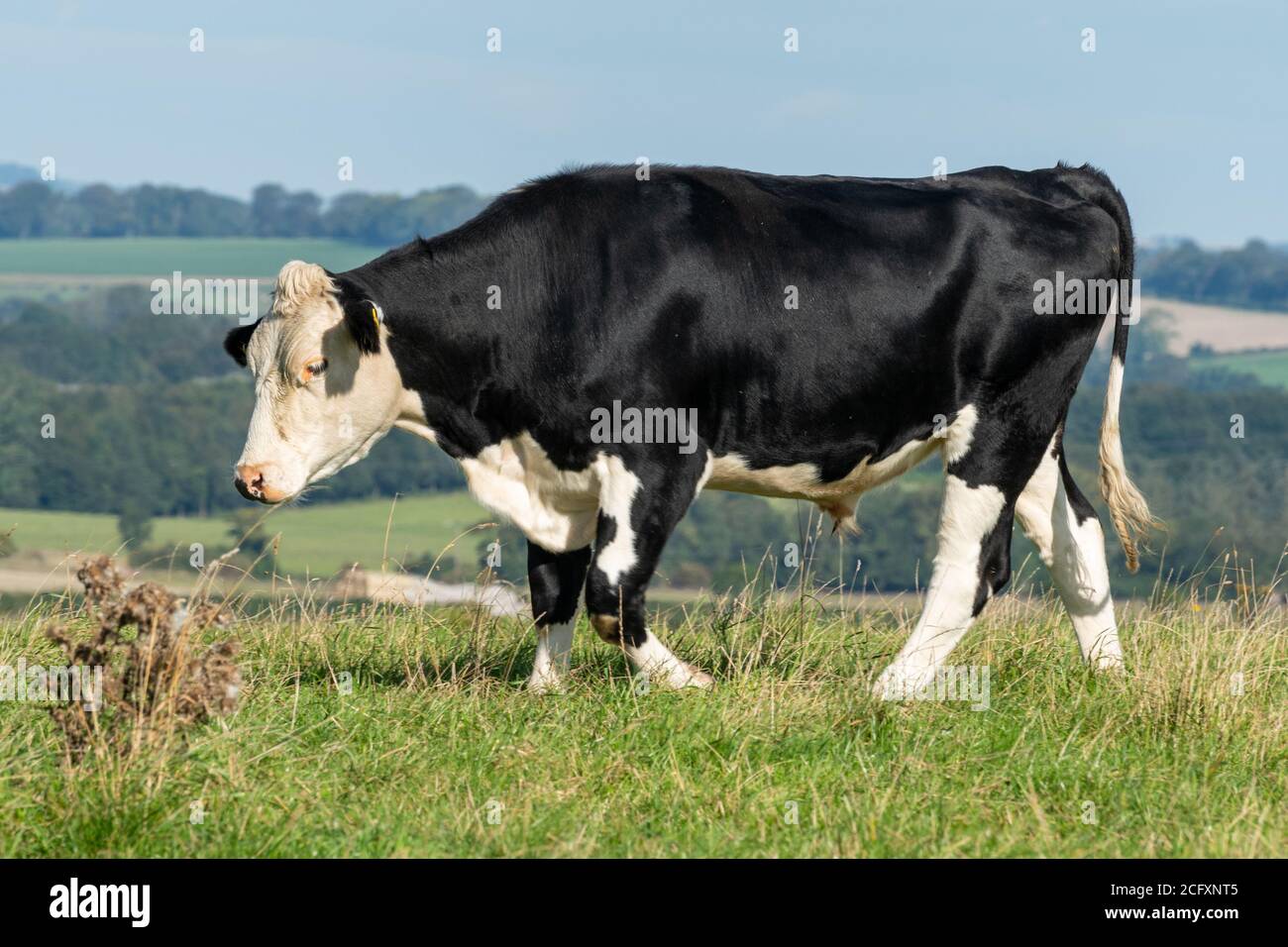 Black Hereford Steer, una razza incrociata di bovini da carne prodotta da tori di manzo Hereford con vacche da latte Holstein-Friesian Foto Stock