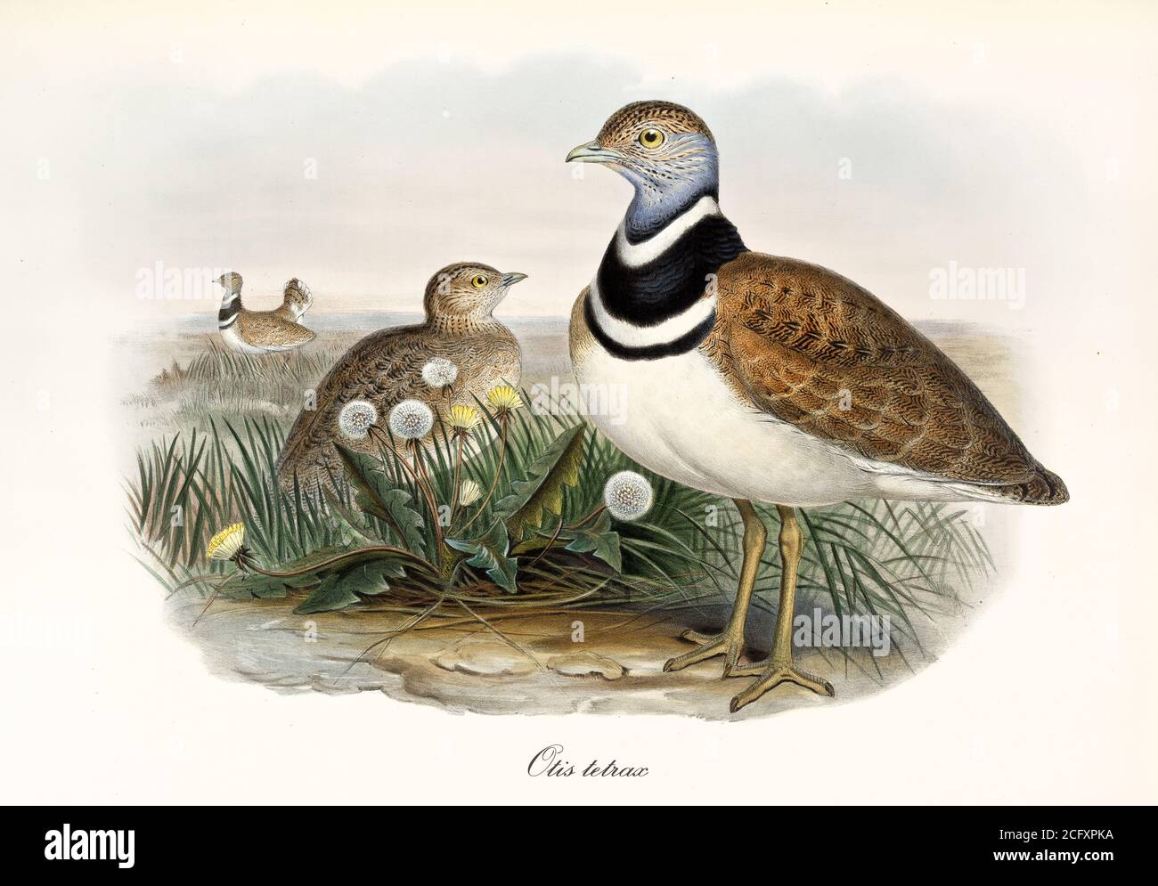 'Due piccoli bustards su un terreno erboso che guarda tutto intorno. Arte vintage stile di Little Bustard (Tetrax tetrax). Di John Gould London 1862 – 1873' Foto Stock