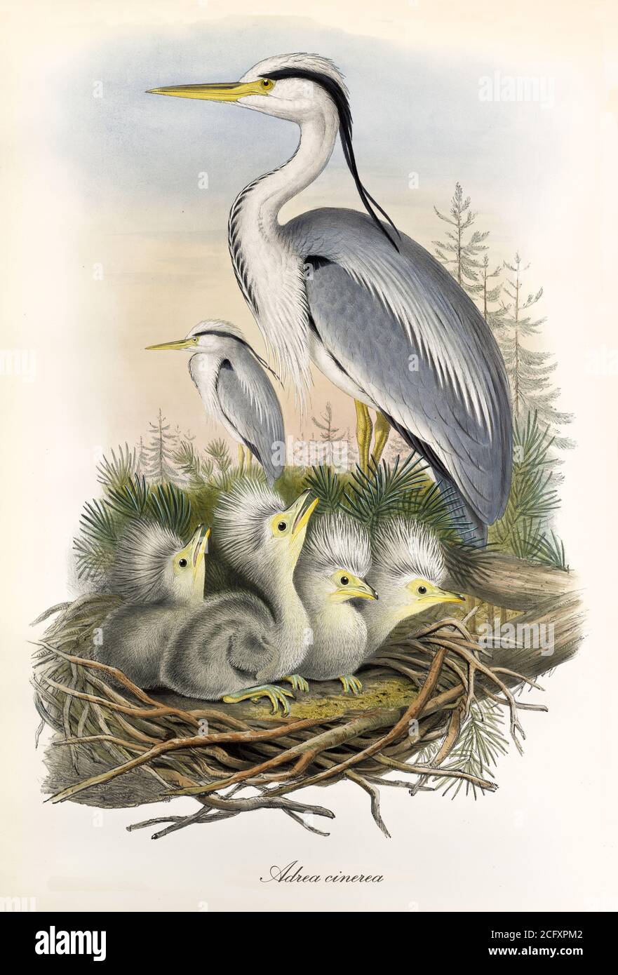 'Grey Heron che protegge il suo nido con i bambini all'interno. L'arte vintage dettagliata di Grey Heron (Ardea cinerea). Di John Gould a Londra 1862 – 1873' Foto Stock