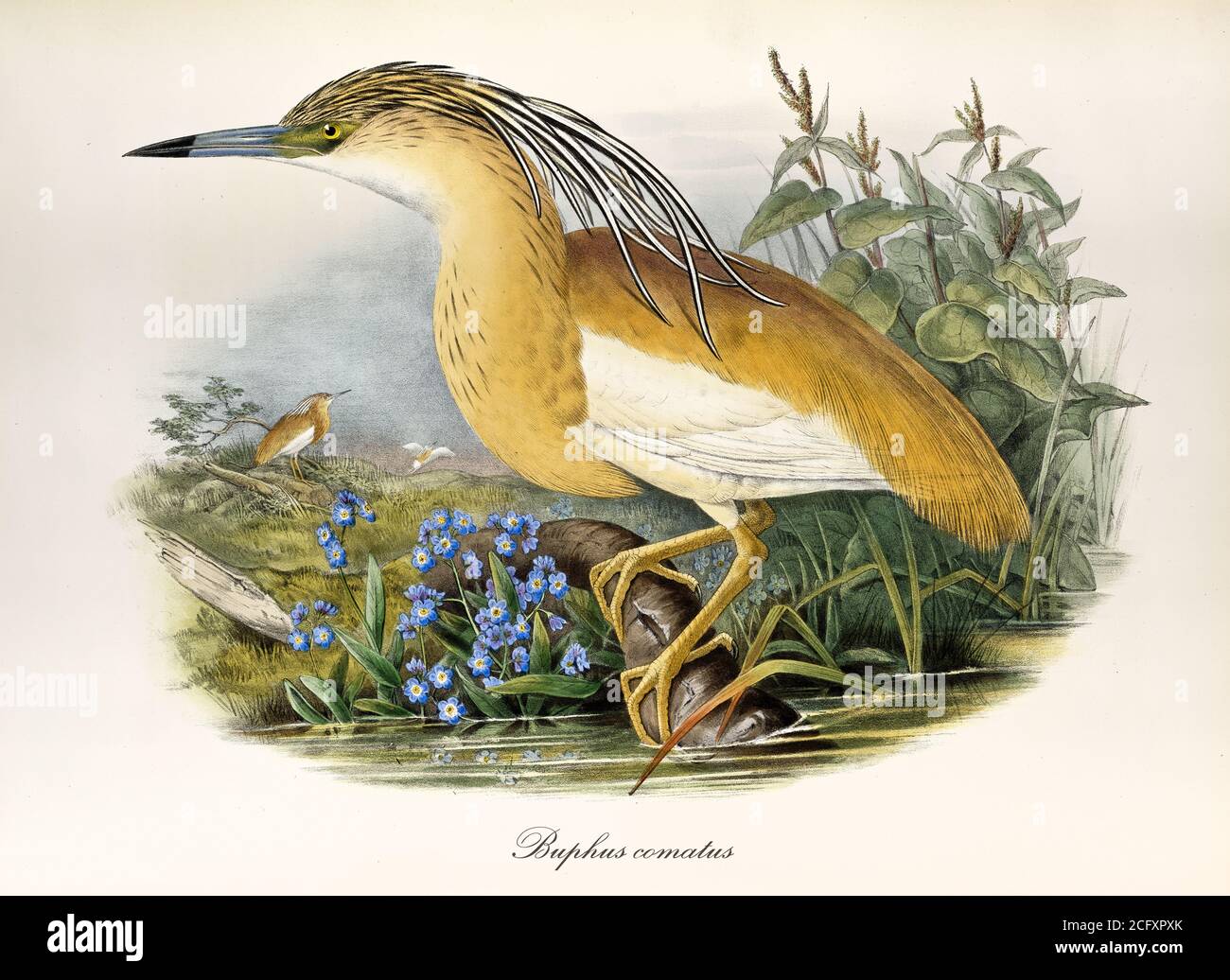 « airone giallo su un ambiente acquatico, vista del profilo. Particolareggiata arte in stile vintage di Squacco Heron (Ardeola ralloides). Di John Gould London 1862–1873' Foto Stock