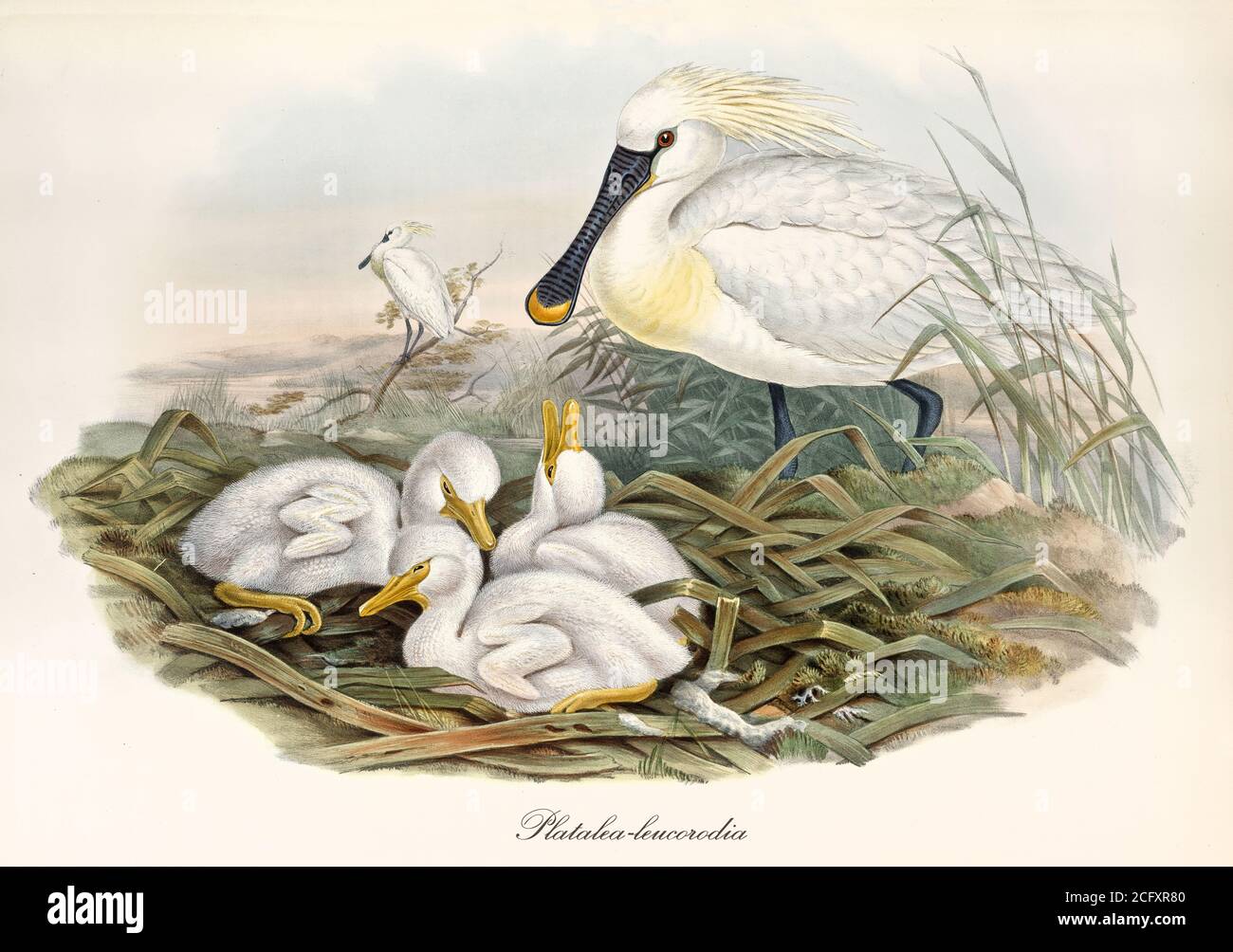 'Uccello di Spoonbill eurasiatico (Platalea leucorodia) che guarda i suoi bambini in un nido di vegetazione. Arte vintage dettagliata di John Gould London 1862–1873' Foto Stock