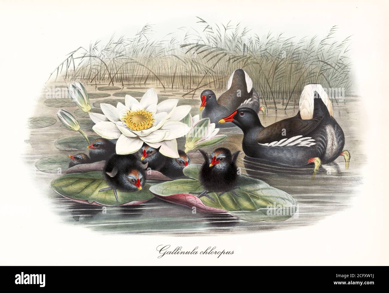 'Moorhen comune (Gallinula chloropus) famiglia nera, uccelli rosso becco nuotare in stagno o posto su giglio d'acqua. Art di John Gould London 1862-1873' Foto Stock