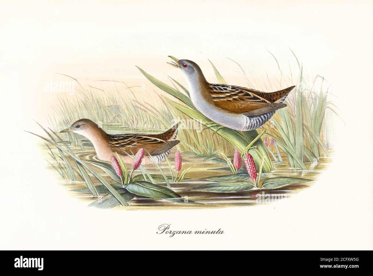 'Coppia di piccoli Crake (Porzana parva) uccelli in un laghetto, accovacciati in acqua e incavati su una lama di erba. Vintage art di John Gould London 1862-1873' Foto Stock