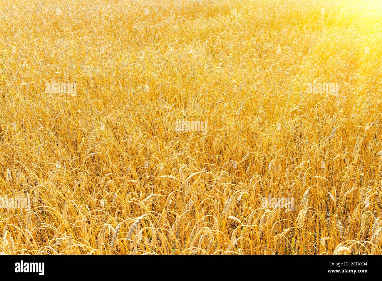 campo di grano d'oro in estate. alba sul campo di grano con segale . estate grano agricoltura sfondo. paesaggio agro business Foto Stock