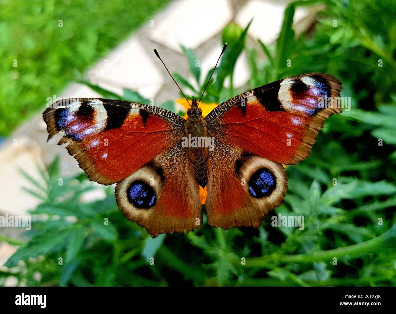 Farfalla europea del pavone - Aglais io Foto Stock