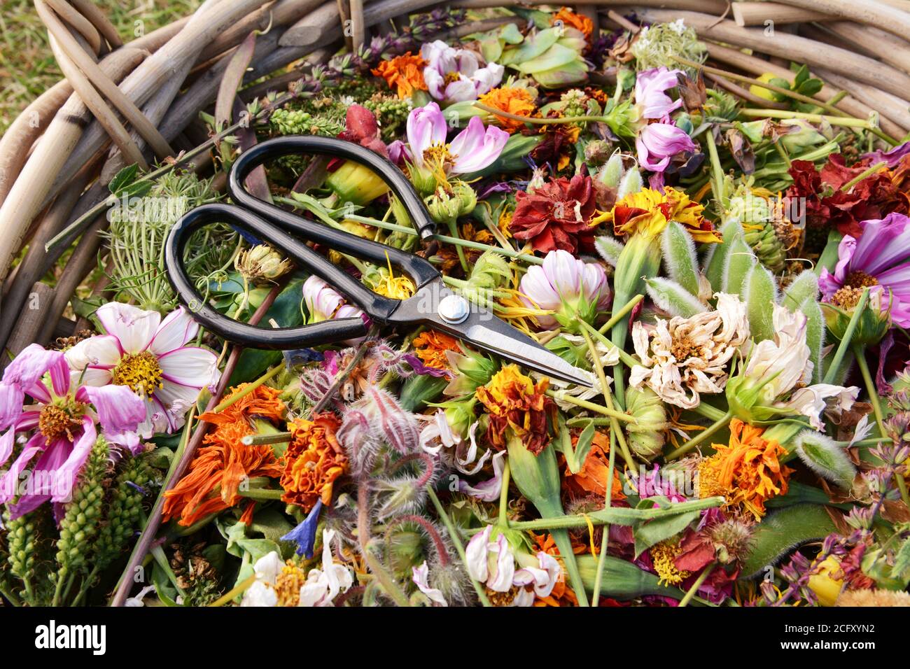 Forbici retrò fiorista in un cesto pieno di fiori deadheaded, fiori colorati e semi baccelli Foto Stock