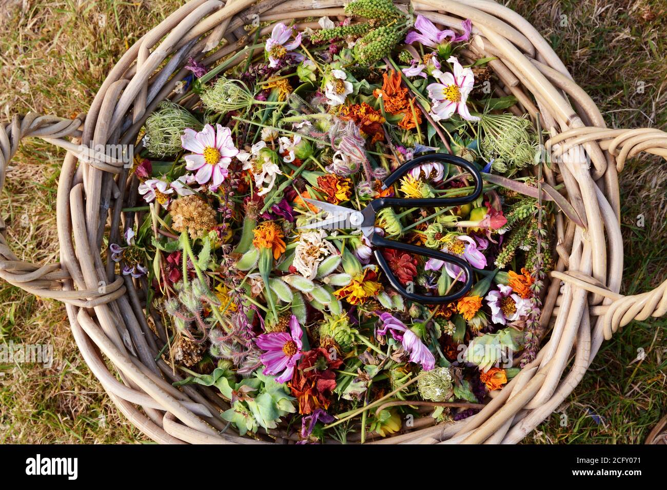 Cesto intessuto pieno di fiori deadheaded e fedbauletti con forbici da giardiniere, dall'alto Foto Stock