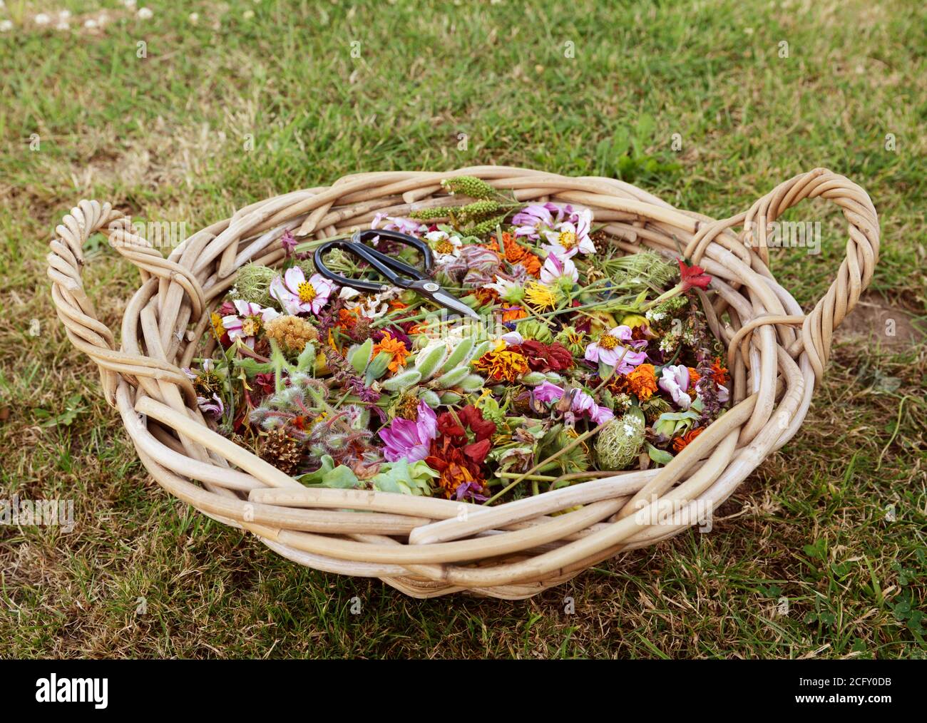 Grande cesto di giardiniere pieno di fiori sbiaditi e semi di case, tagliato per incoraggiare nuovi fiori Foto Stock