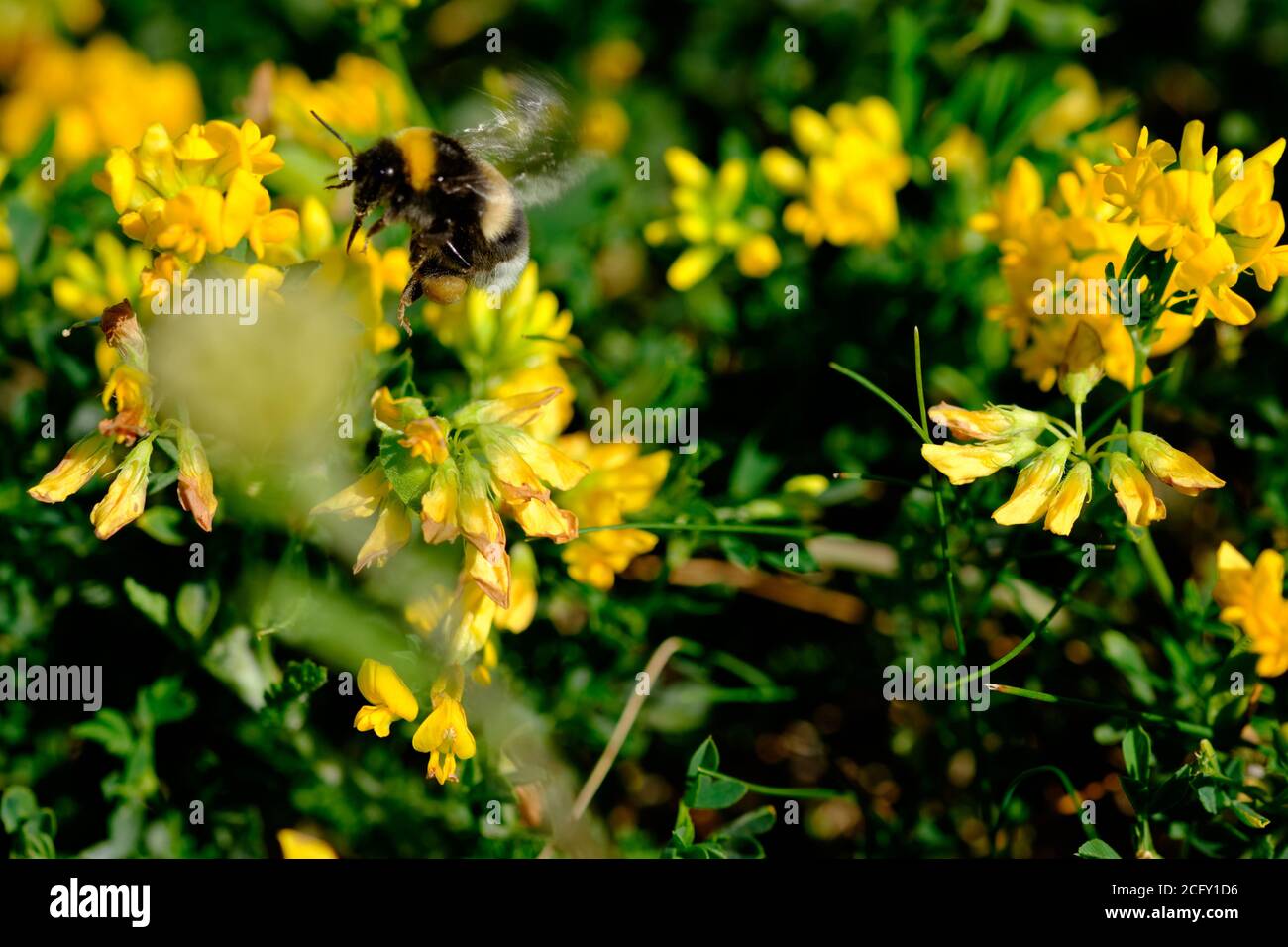 Bumblebee vola al fiore Foto Stock