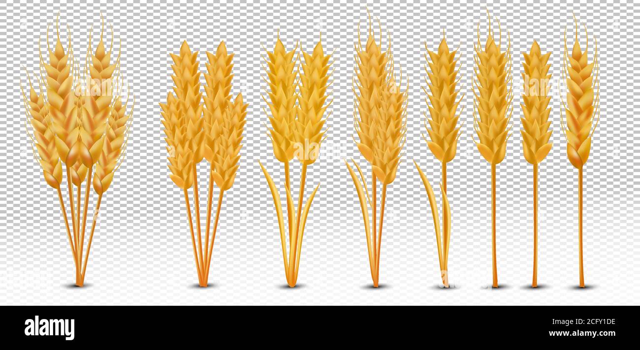 Spighe di grano con grani su sfondo trasparente. Gambi interi gialli frumento, prodotto biologico, agricoltura. Impostare orecchie di grano realistiche. Illustrazione vettoriale Illustrazione Vettoriale