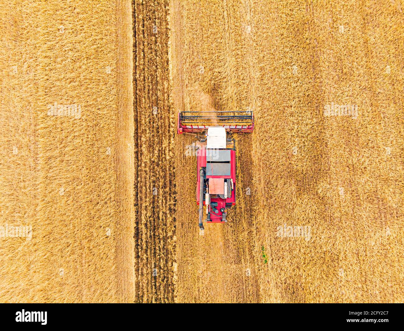 Vista aerea sulla mietitrebbia che lavora sul campo di grano grande. Fienagione e raccolta all'inizio dell'autunno sul campo. Il trattore taglia l'erba secca Foto Stock