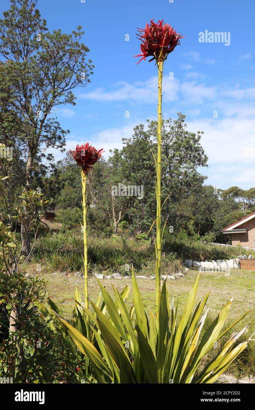 Doryanthes excelsa è una pianta fiorente della famiglia Doryantaceae endemica delle zone costiere del New South W. Foto Stock