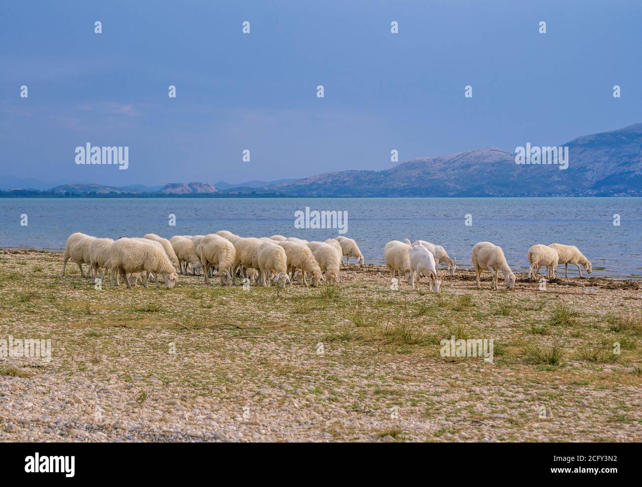 Splendido paesaggio estivo tranquillo: Pecore bianche e capre che pascolano su una riva del lago, cielo blu e montagne all'orizzonte. Foto Stock