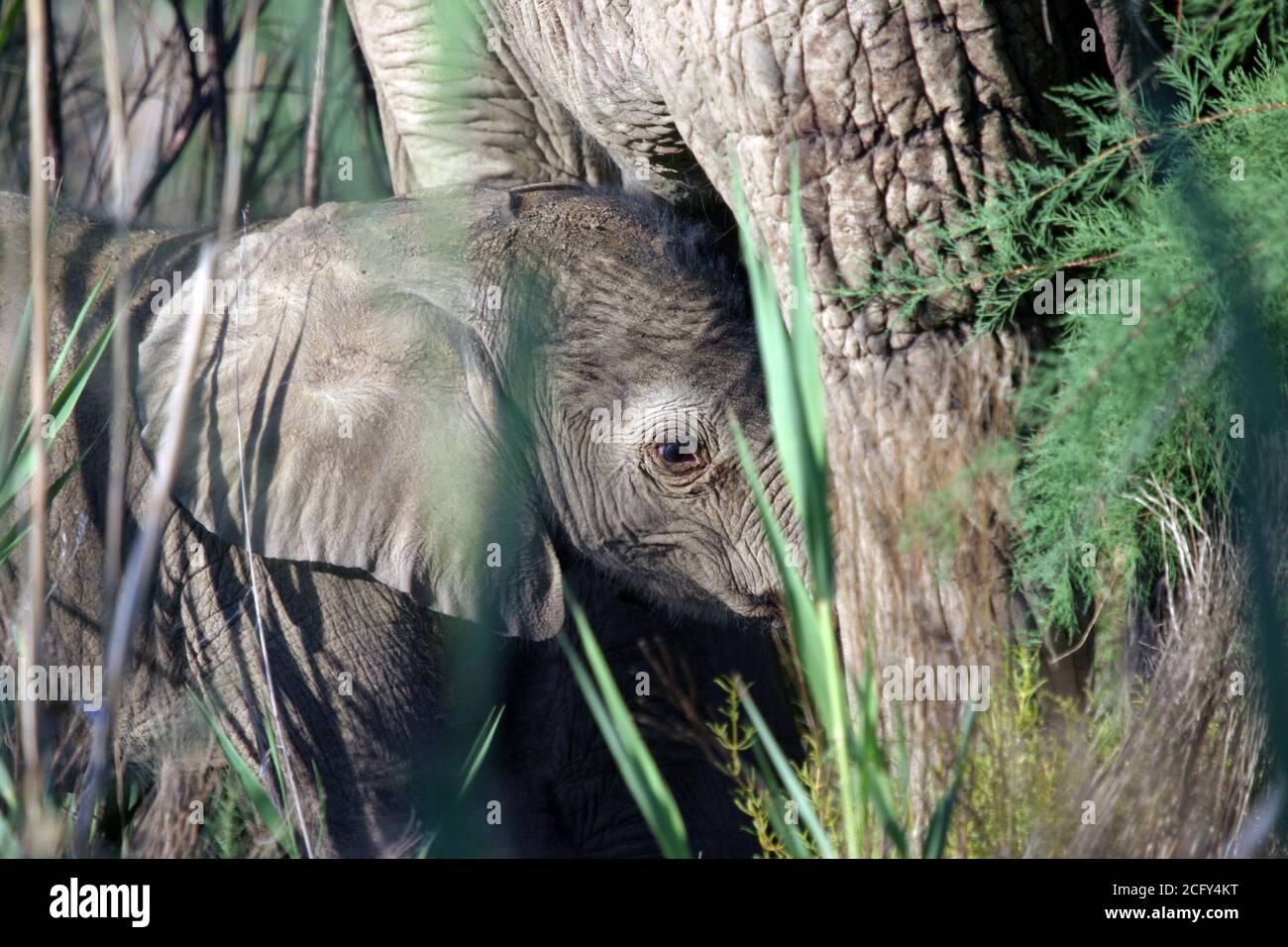 Elefante africano di nuova nascita (Loxodonta africana) suzione di vitello Sudafrica Foto Stock