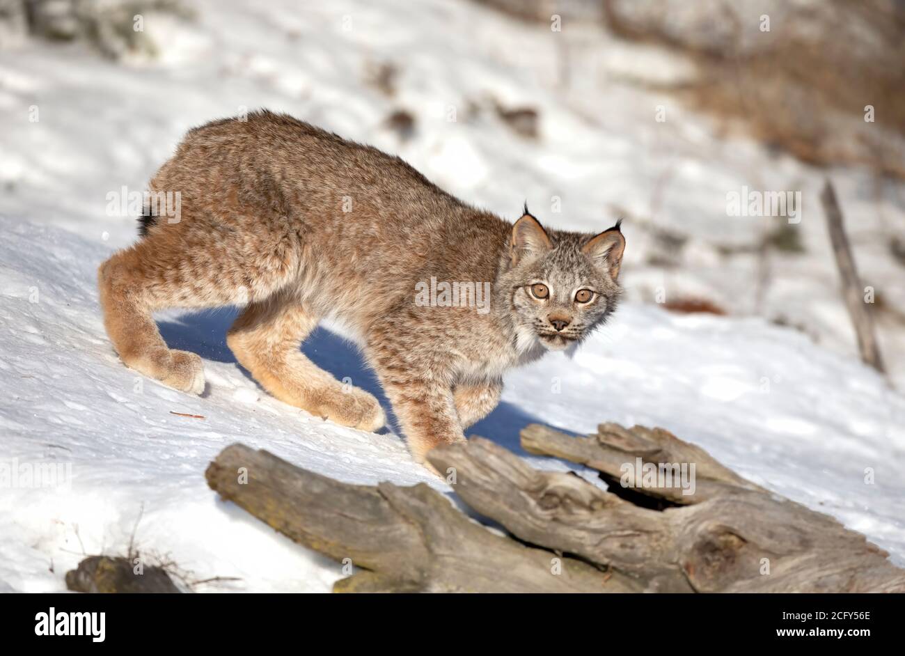 Canada Lynx kitten (Lynx canadensis) camminando nella neve d'inverno in Montana, Stati Uniti Foto Stock