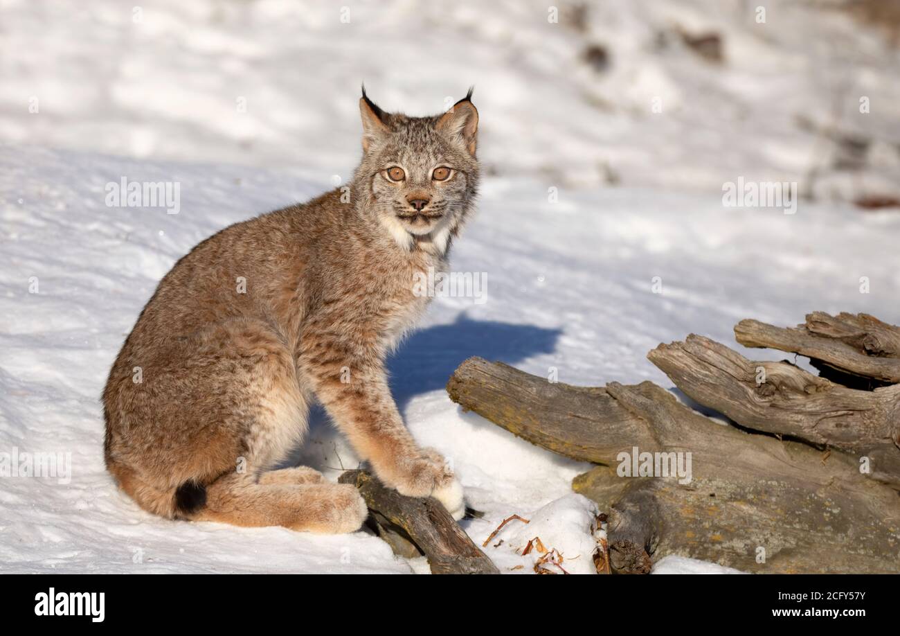 Canada Lynx kitten (Lynx canadensis) seduto nella neve d'inverno in Montana, Stati Uniti Foto Stock