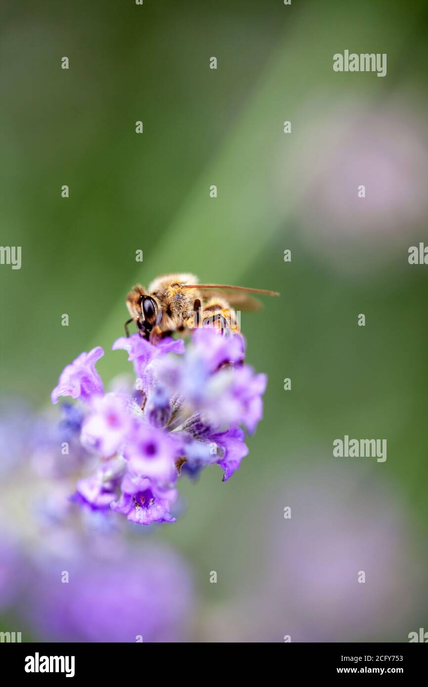 Ape su lavanda Foto Stock
