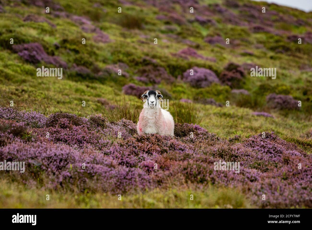 Lancaster, Lancashire, Regno Unito. 8 Settembre 2020. Un giorno opaco, nebbioso e piovoso che ha portato fuori i colori dell'erica in fiore a Harrisend cadde, vicino a Lancaster, Lancashire. Credit: John Eveson/Alamy Live News Foto Stock