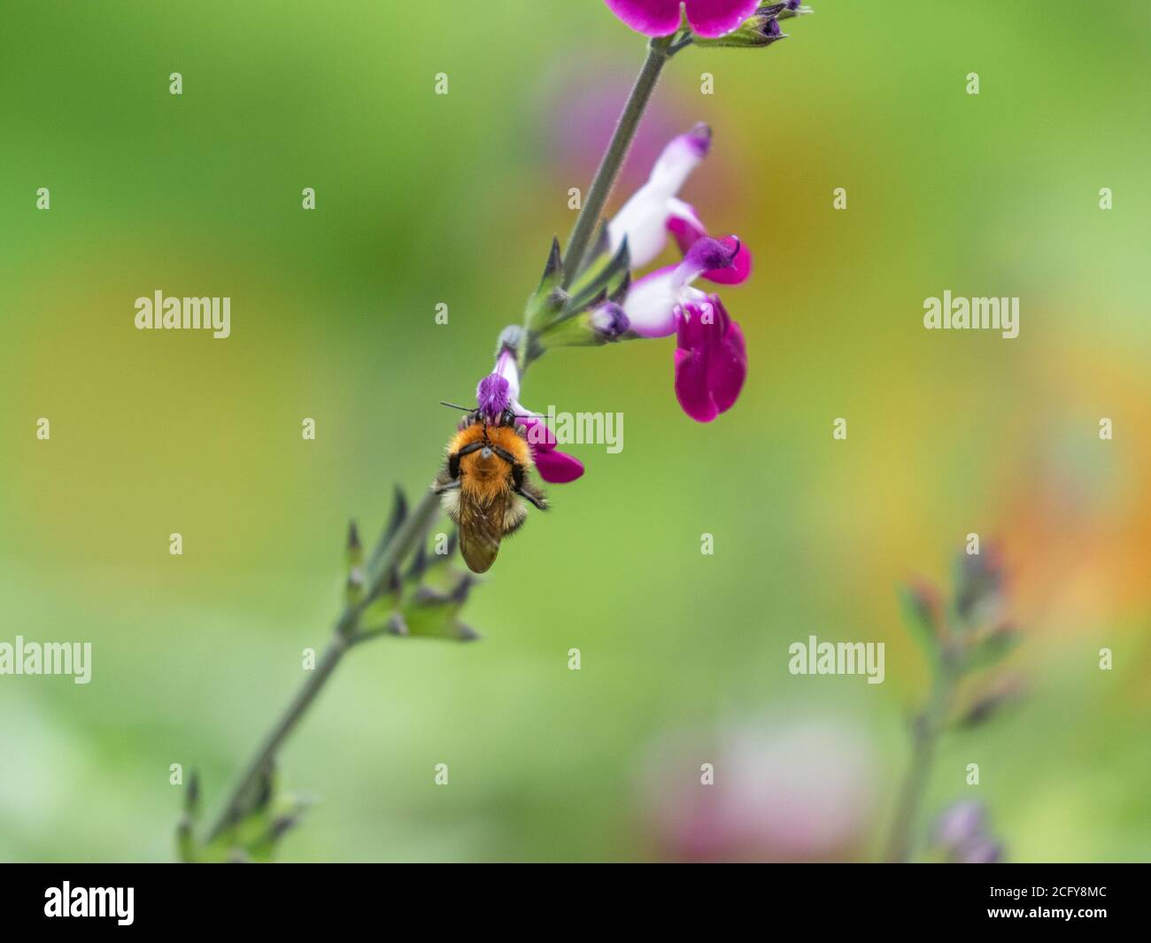 Un bumblebee comune di Carda (Bombus pascuorum) Nutrire un fiore di Salvia 'Amethyst Lips' (Dyspurp) Foto Stock