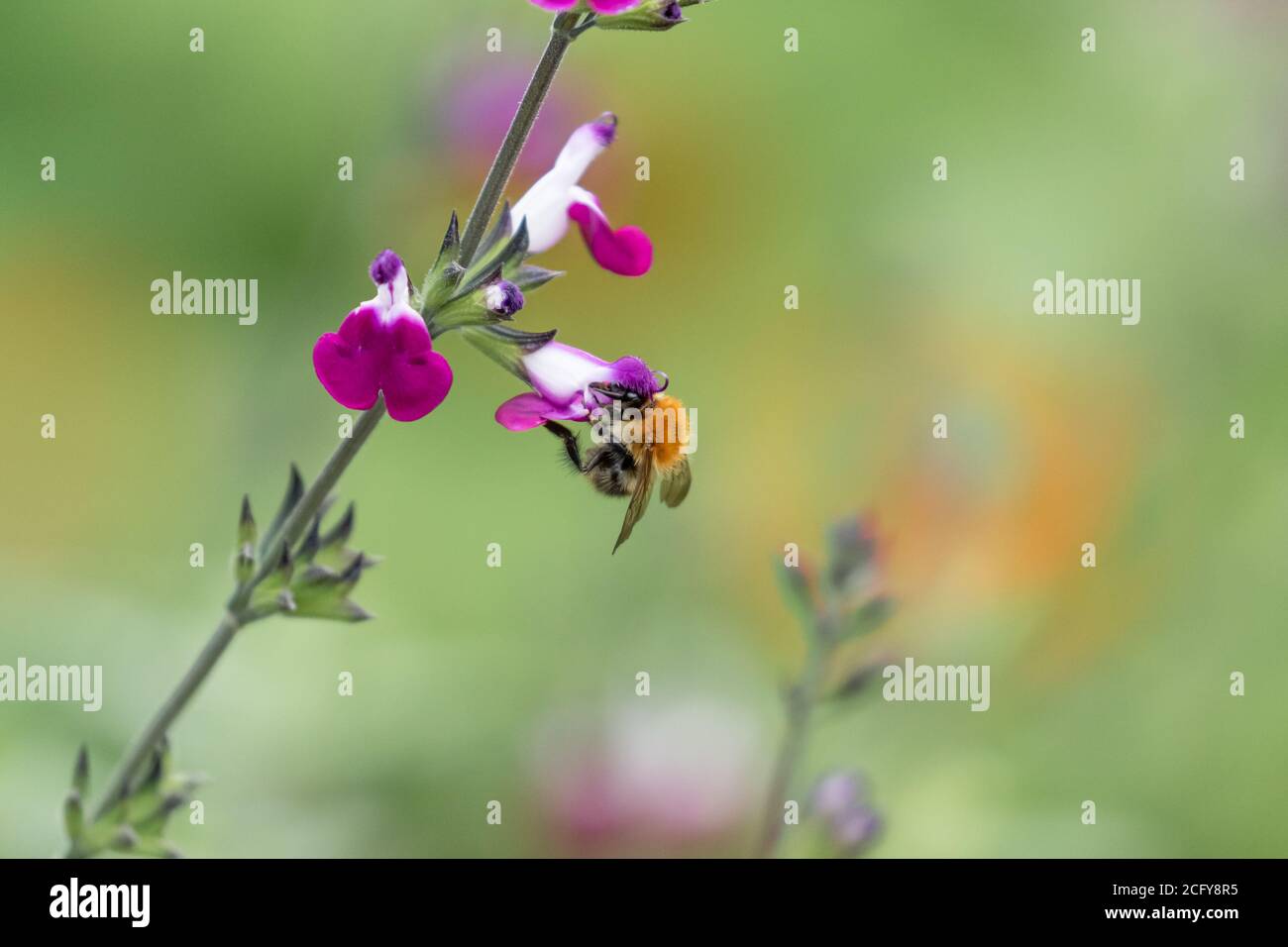 Un bumblebee comune di Carda (Bombus pascuorum) Nutrire un fiore di Salvia 'Amethyst Lips' (Dyspurp) Foto Stock