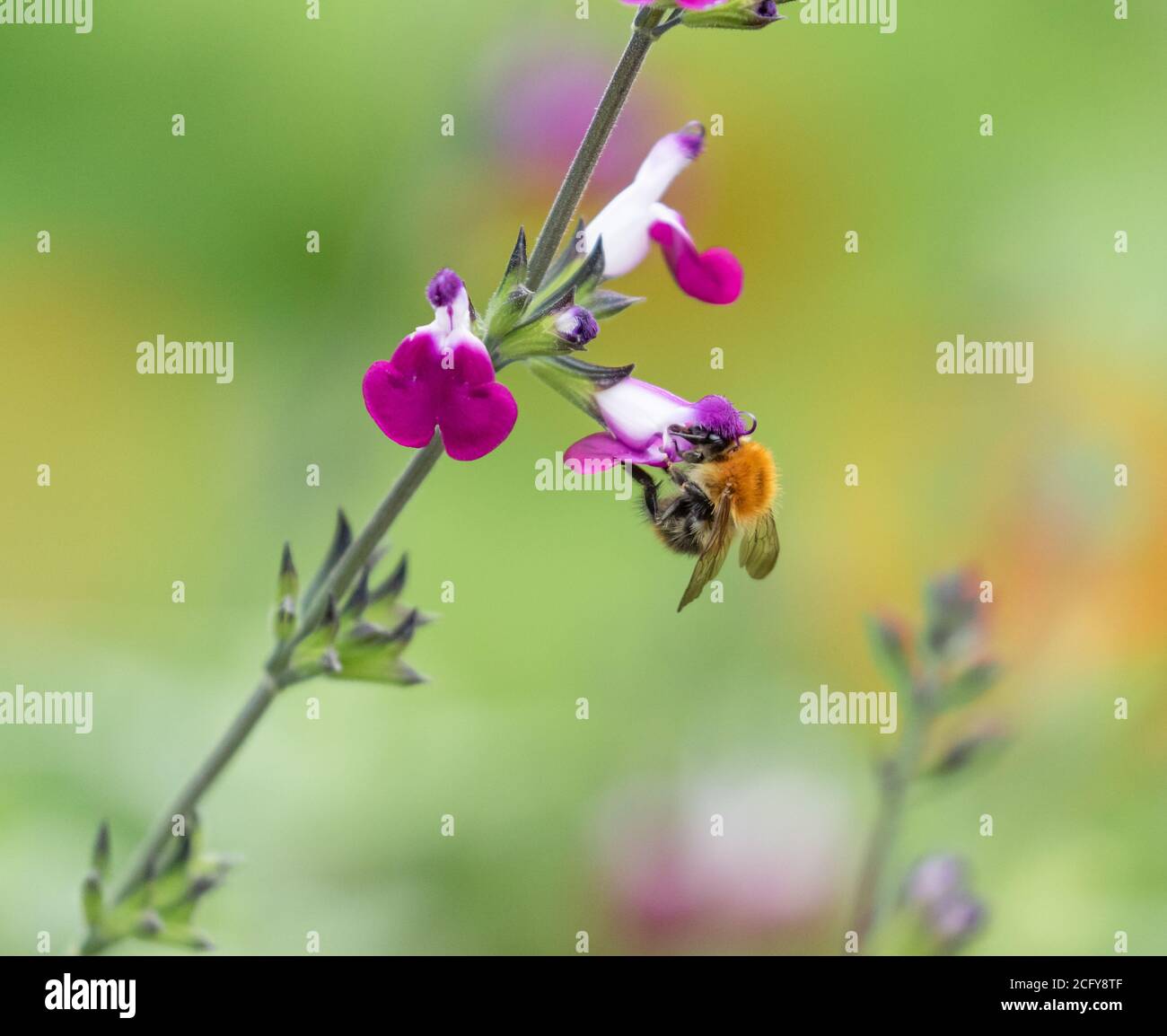 Un bumblebee comune di Carda (Bombus pascuorum) Nutrire un fiore di Salvia 'Amethyst Lips' (Dyspurp) Foto Stock