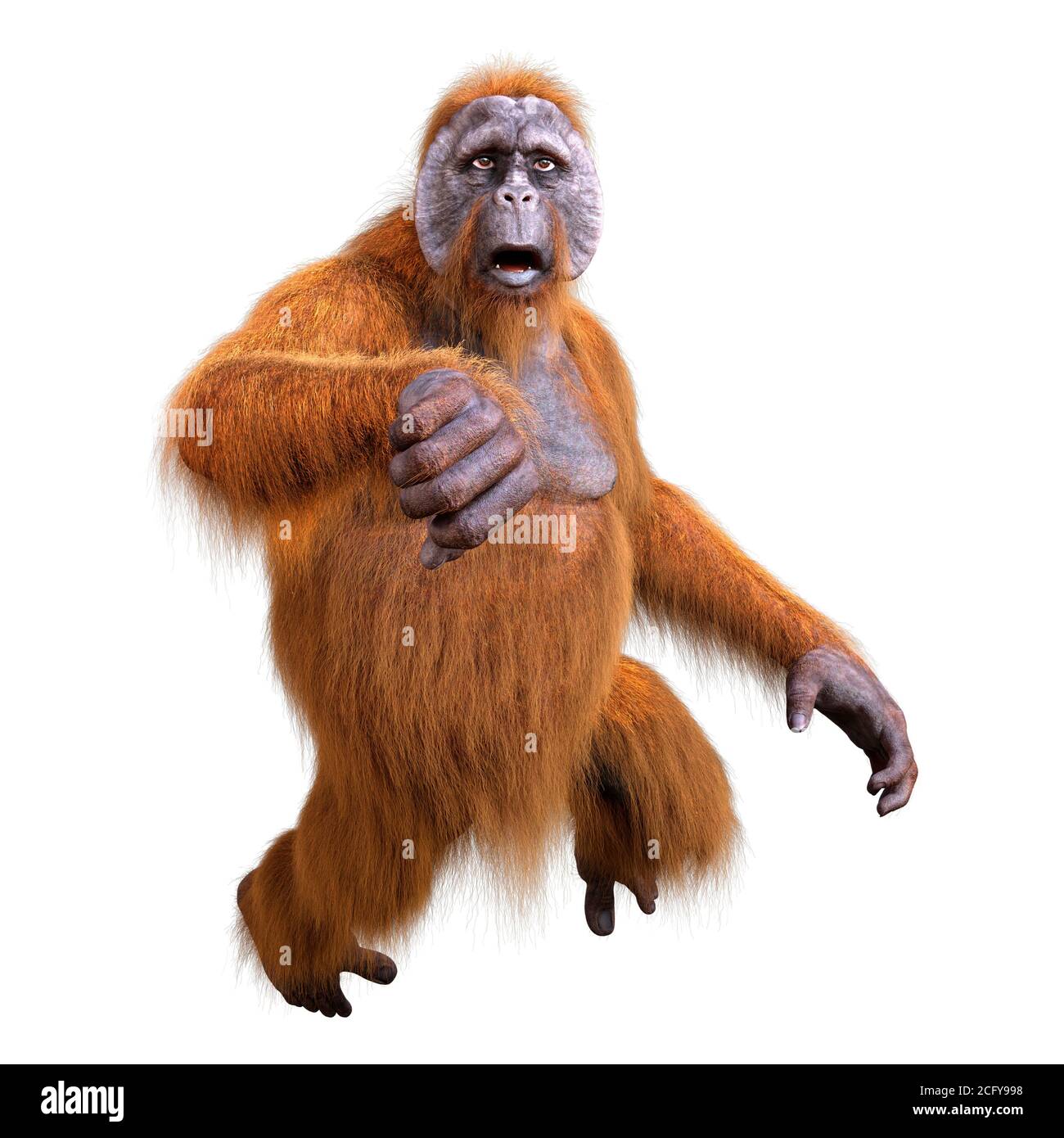 Rendering 3D di una ape orangutana isolata su sfondo bianco Foto Stock