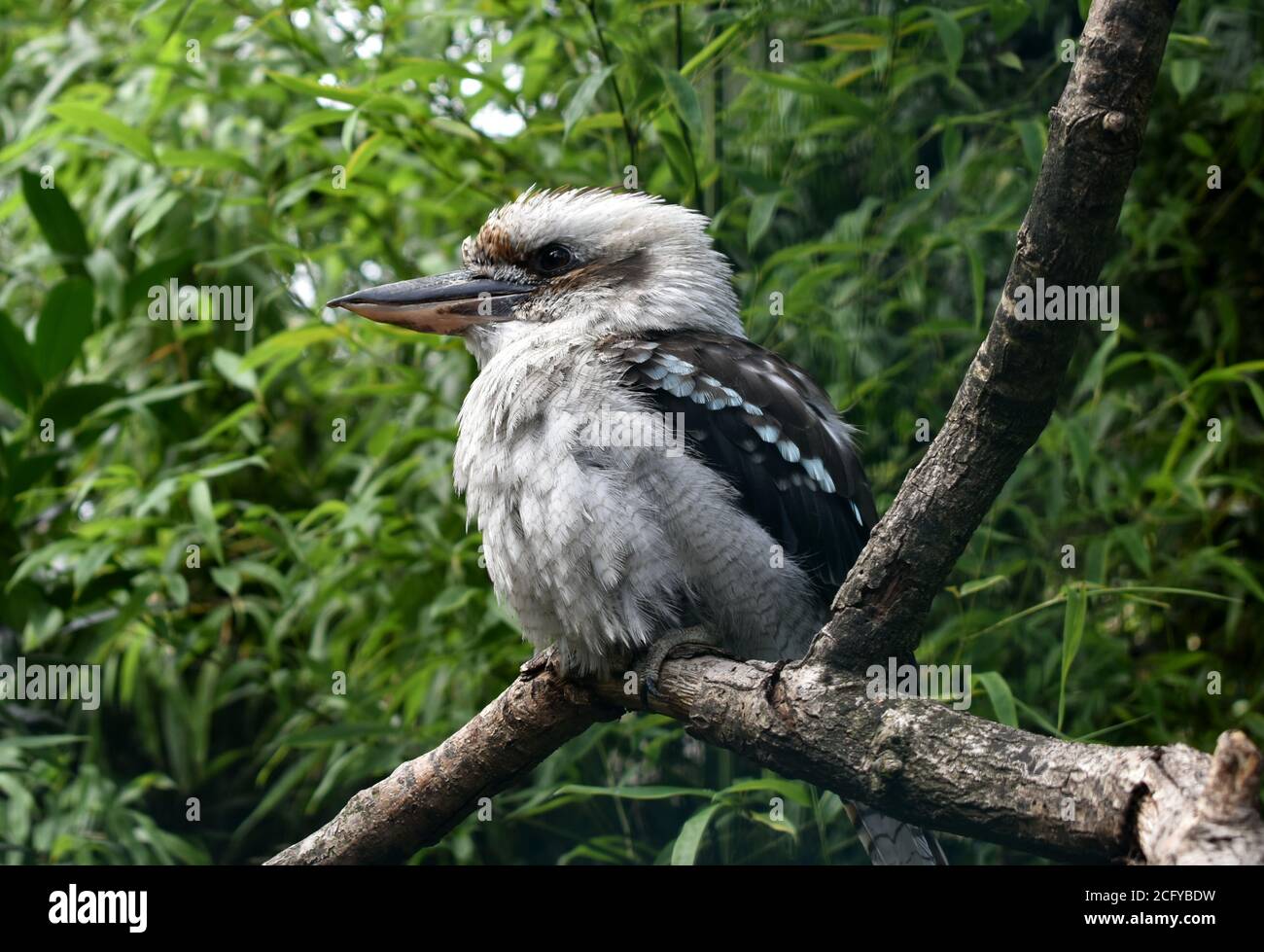 Kookaburra in un albero. Foto Stock