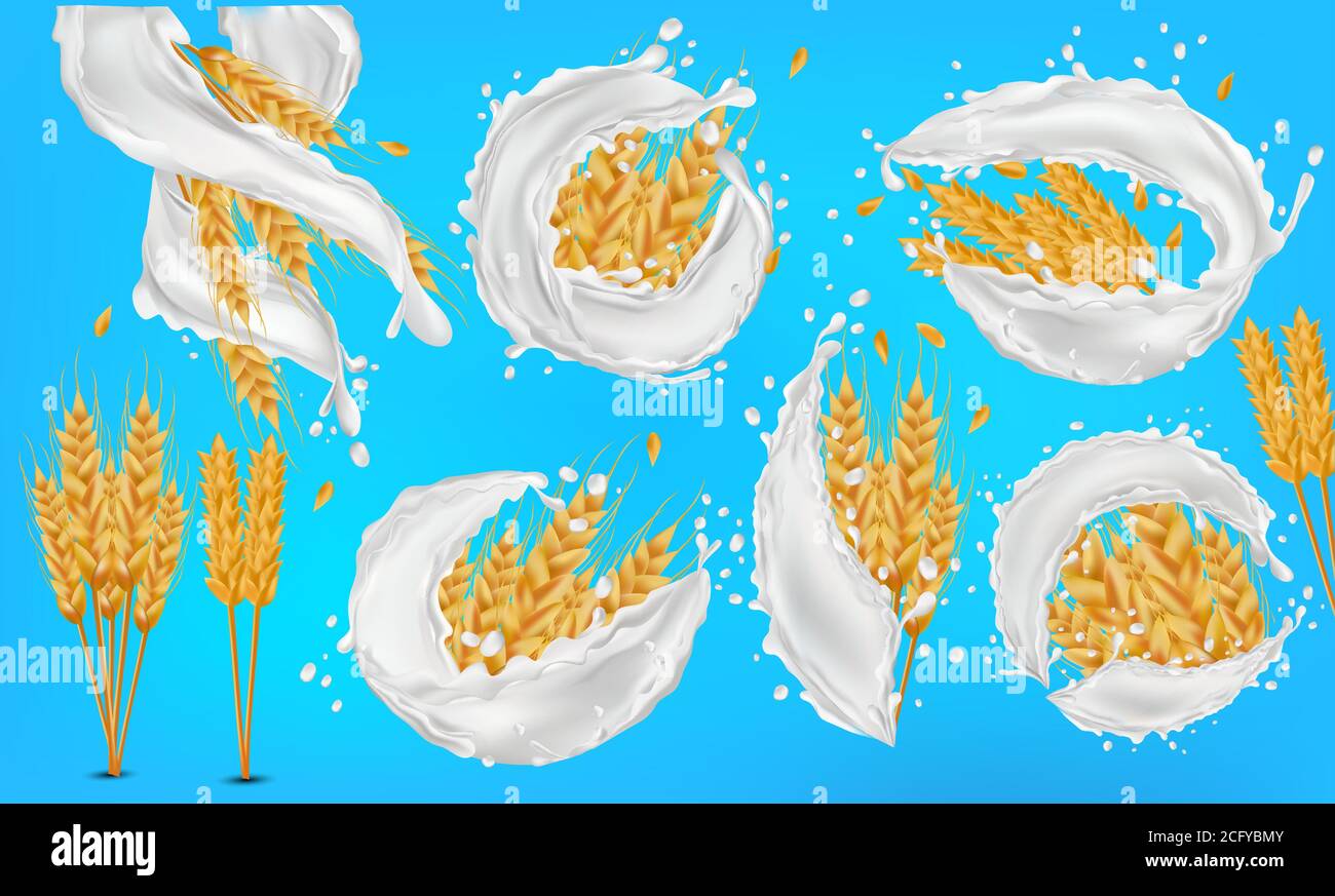 Grani di spighe di grano con spruzzi di latte o yogurt. Gambi interi gialli grano, prodotto biologico, agricoltura, cibo sano. Impostare orecchie di grano realistiche. Illustrazione vettoriale Illustrazione Vettoriale