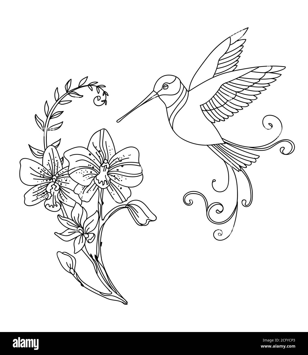 Linea vettoriale art colibri uccello e fiori decorativi. Illustrazione del contorno isolata su bianco. Modello monocromatico disegnato a mano da un vettore per libro da colorare, Illustrazione Vettoriale