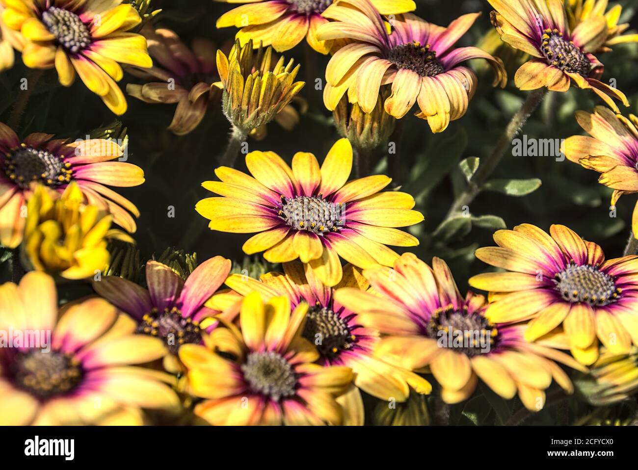 Fiori gialli margherita. Luminoso colpo di primavera giallo-e-viola Daisy fiori in luce del sole Foto Stock