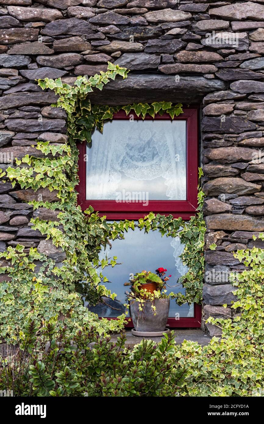 Finestra rossa di muro di pietra cottage irlandese con fiori e edera che cresce sul davanzale. Co Kerry, Irlanda Foto Stock