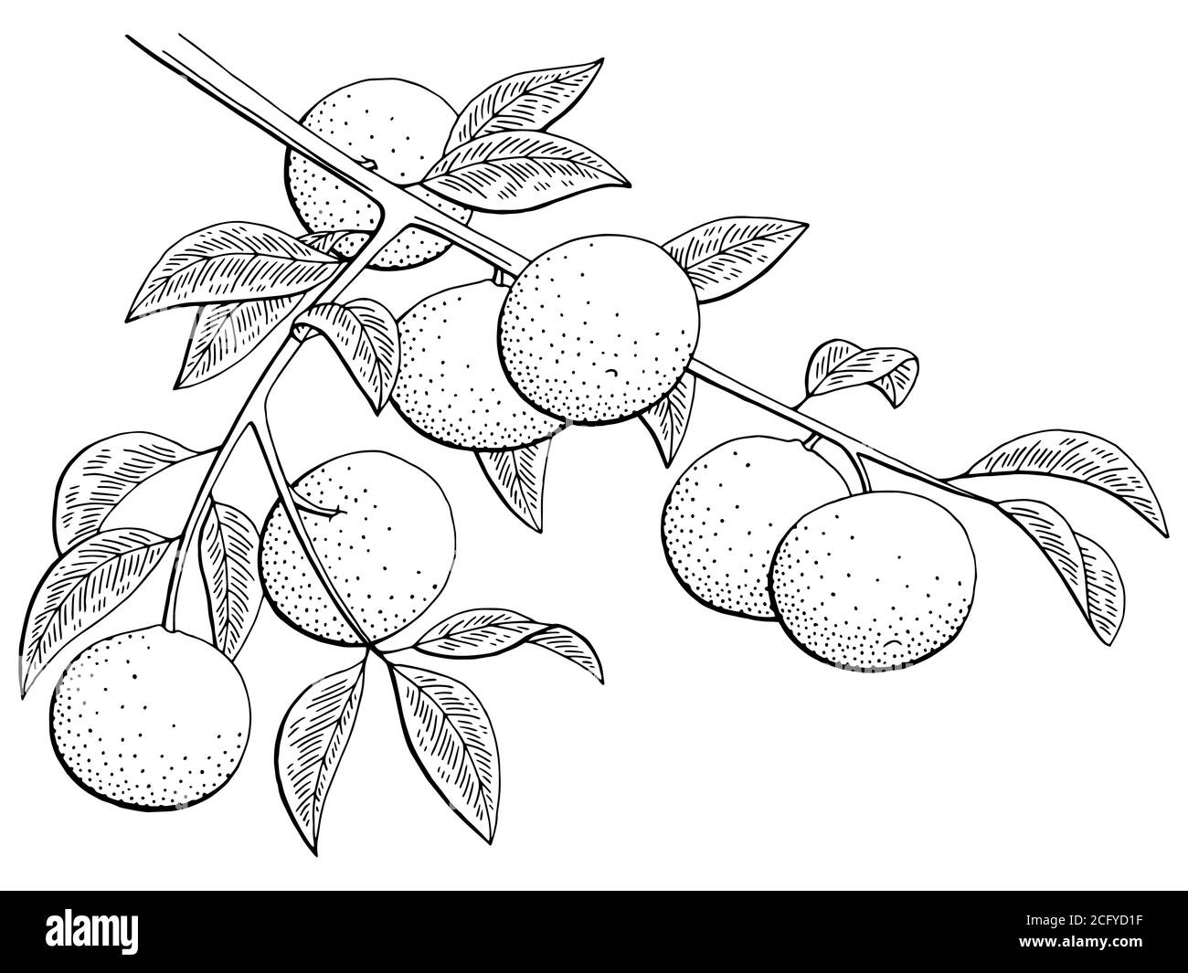Mandarino frutta graphic branch nero bianco isolato disegno vettore Illustrazione Vettoriale