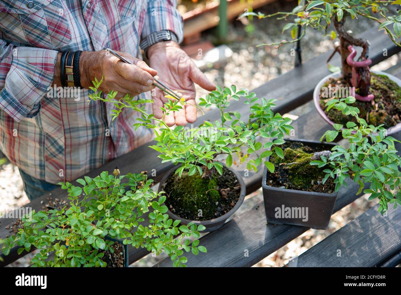 Bonsai artista si prende cura delle sue rose con rimozione selettiva delle foglie. Foto Stock